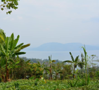 Green Trees looking at Lake Kivu and hills in the distance of Rwanda